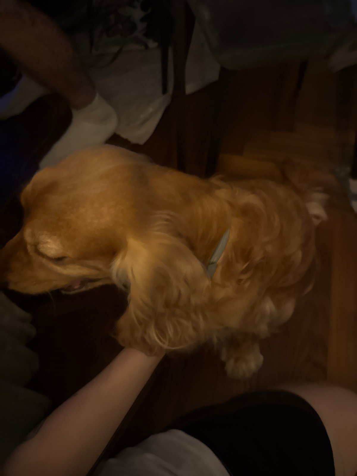 Golden retriever hangs out at home, thoroughly photographed