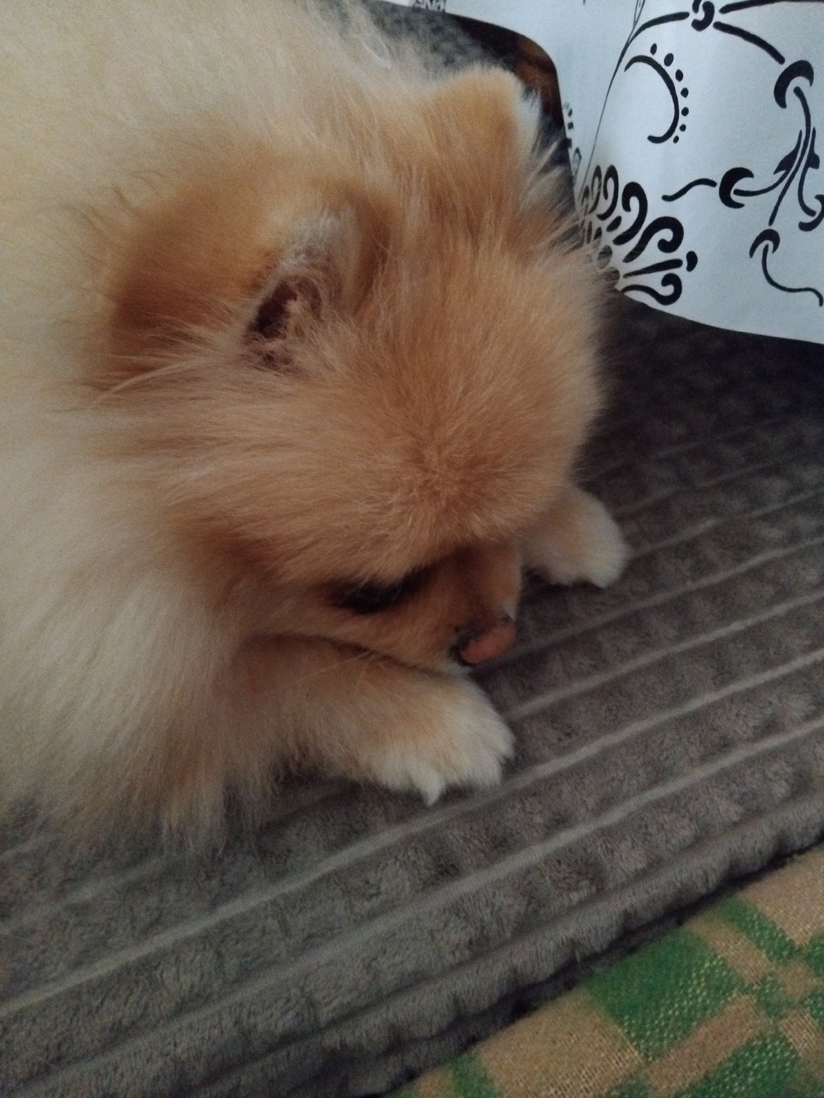 Pomeranian Dog Rests on Couch in Bulgarian Home