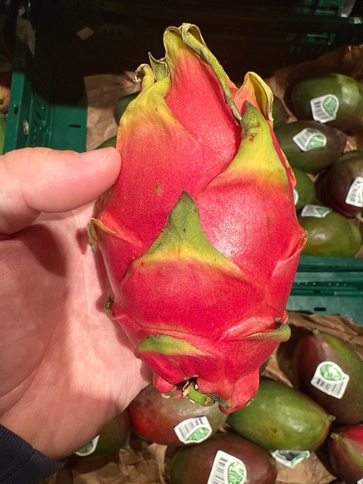 Person holds colorful dragon fruit in Munich