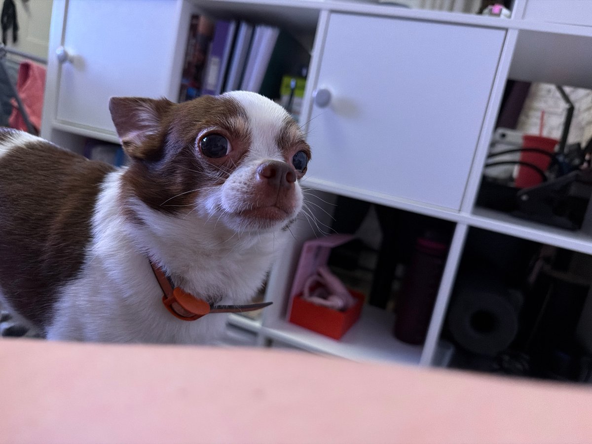 Man shares mealtime with attentive small dog in Moscow