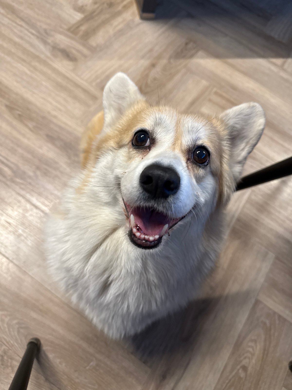 Family moments with corgi dog documented in Krasnoyarsk home