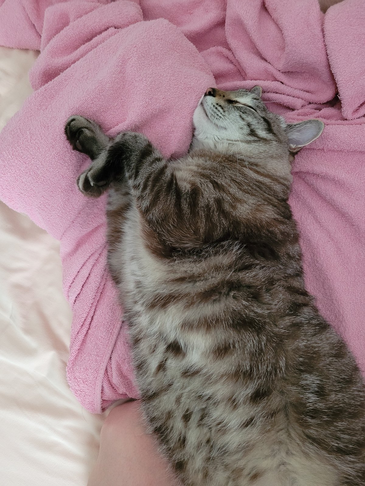Tabby cat fully committed to napping on a pink blanket