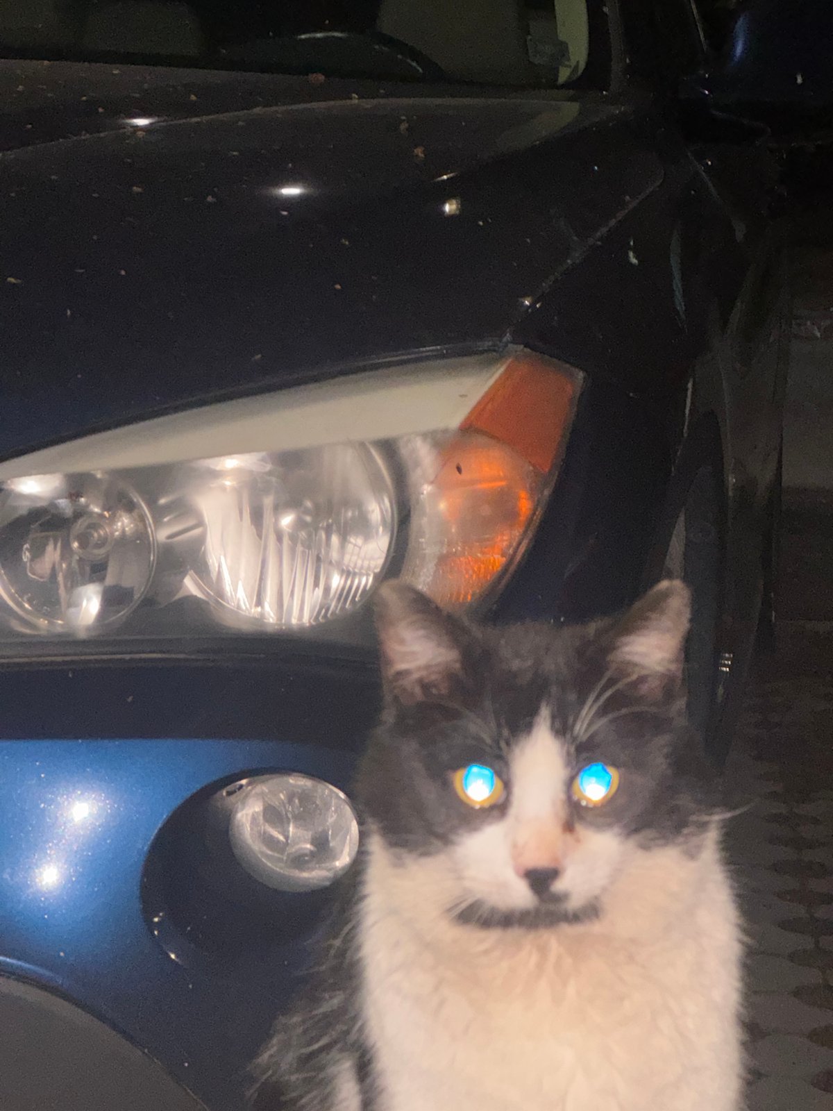Cats spotted lounging near parked cars in Ruse
