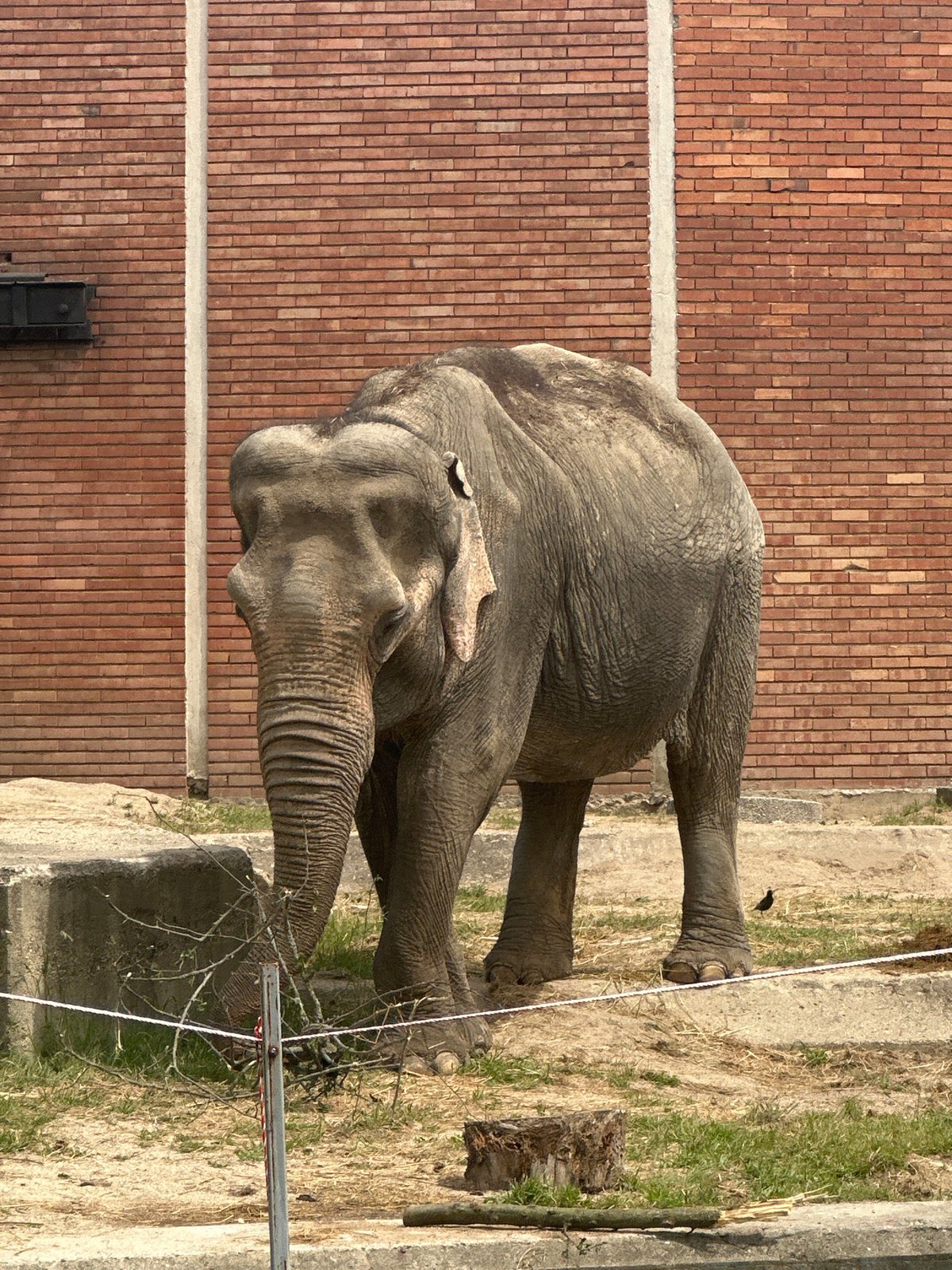 Elephants feeding and moving in Sofia Zoo enclosure