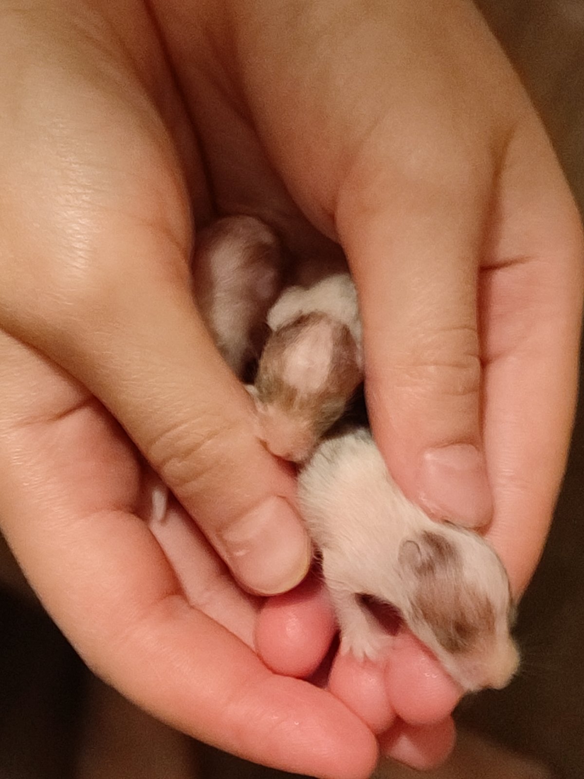 Newborn hamsters cradled by hand in Shcherbinka