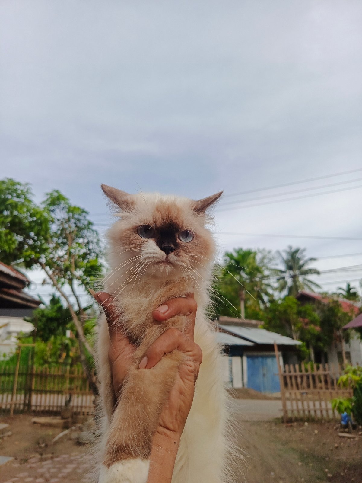 Person pets long-haired cat in Lhokseumawe, Indonesia
