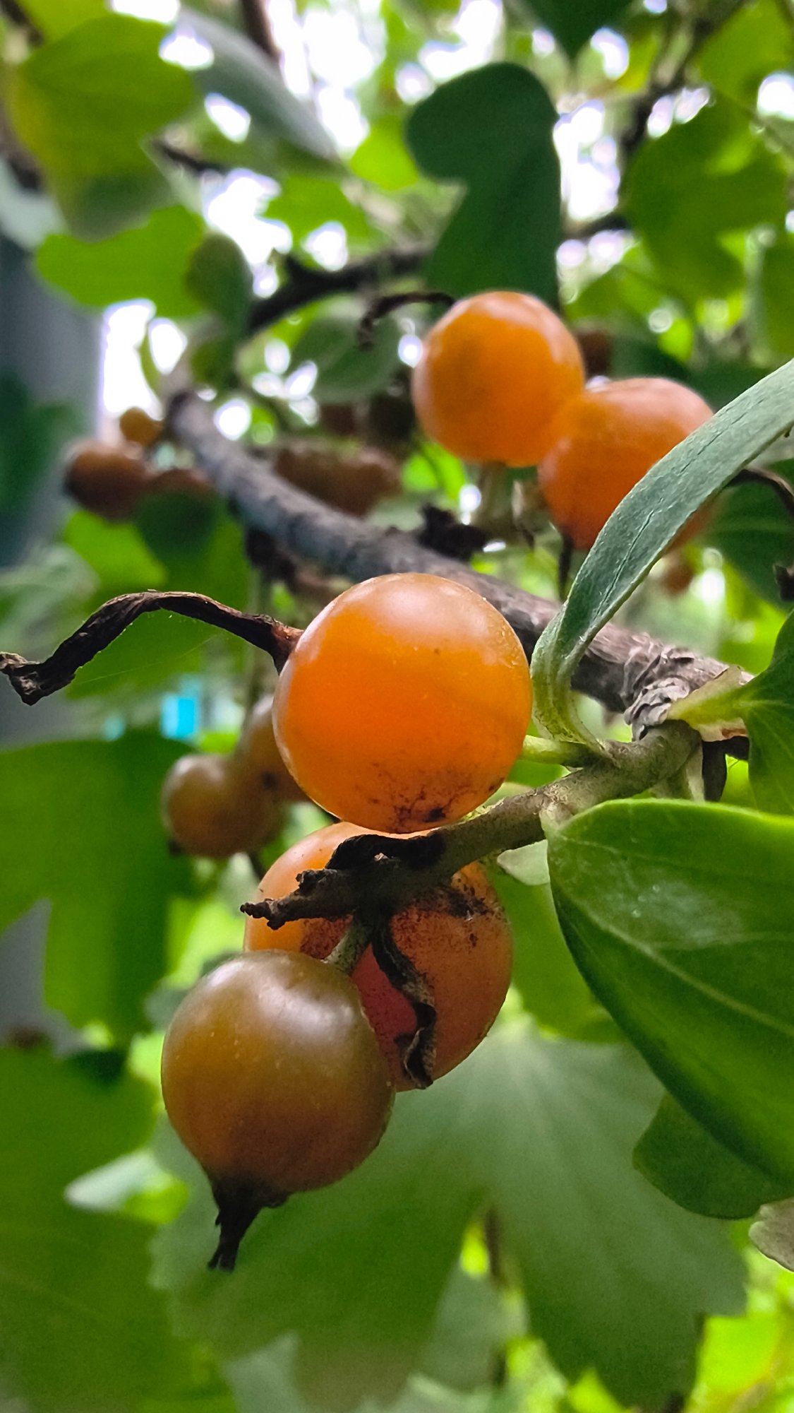 Macro tour of a Russian summer garden, bugs and all