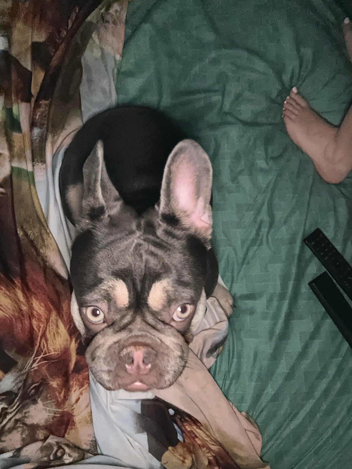French bulldog and owner's low-key evening at home