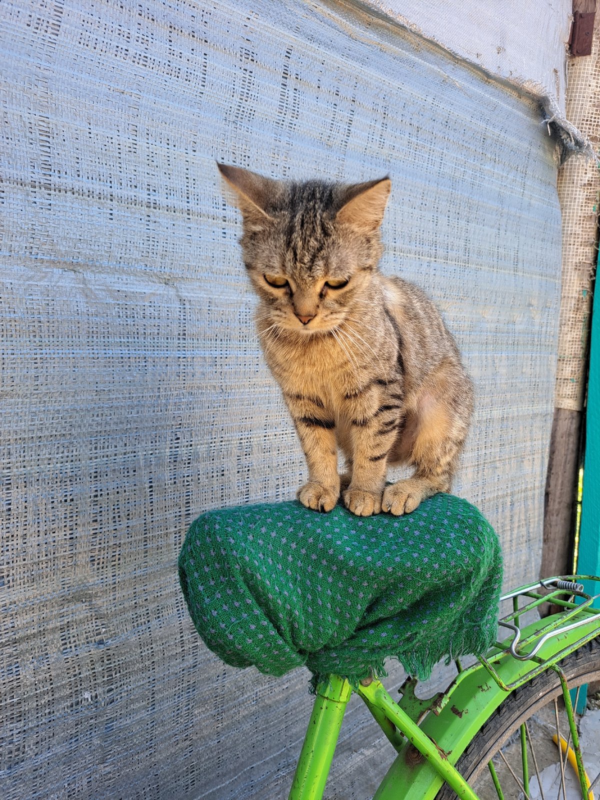 Tabby cats going about their day in a Ukrainian village