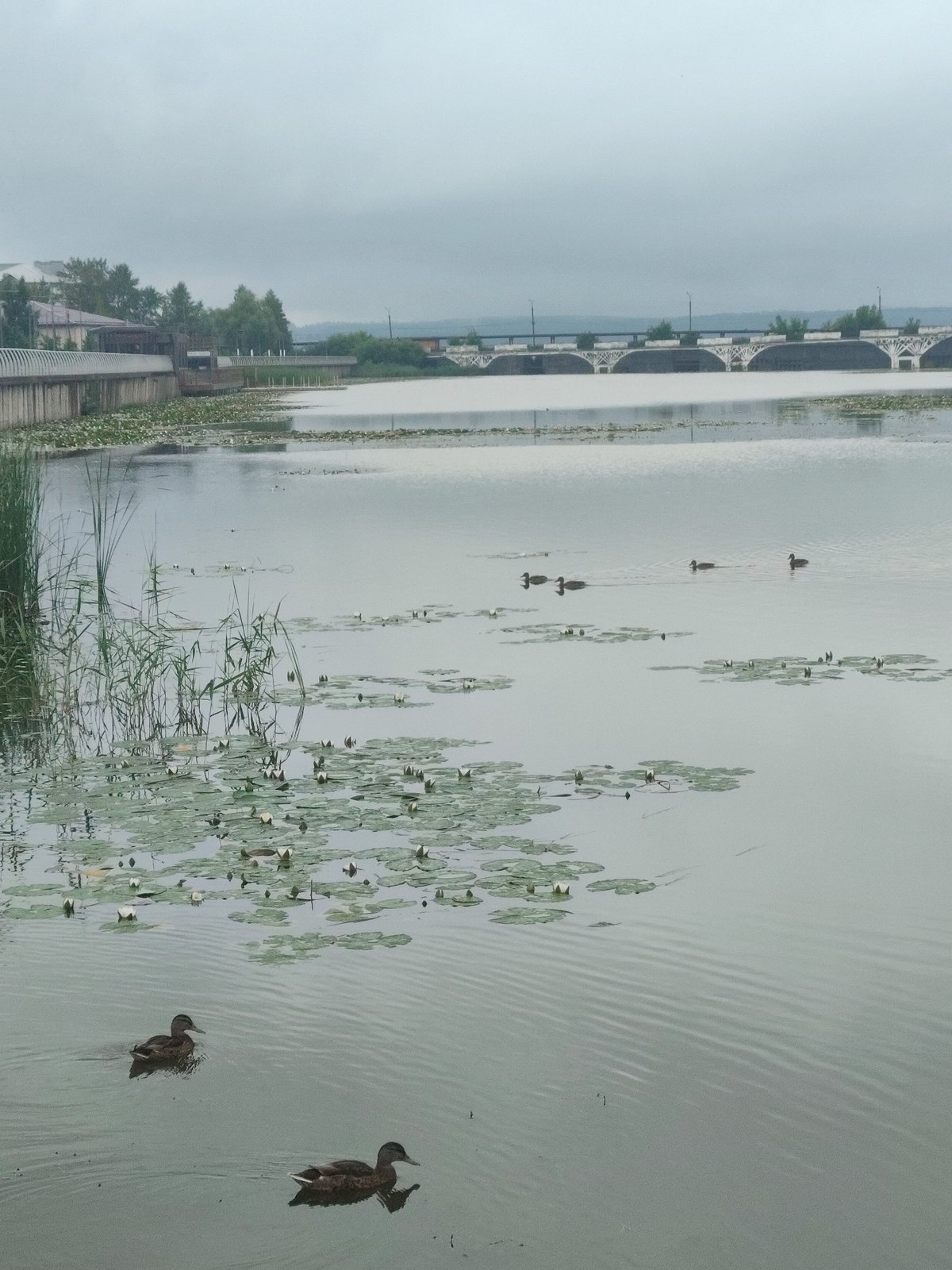 Ducks among lily pads on Votkinsk Reservoir