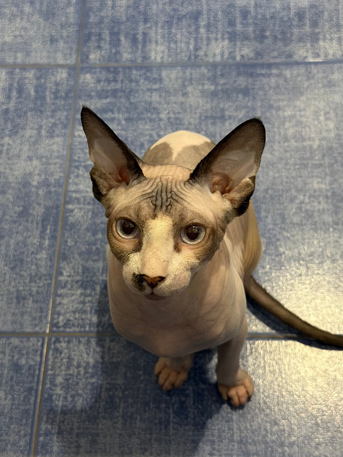 Domestic cats, mostly Sphynx breed, photographed indoors Tuesday evening