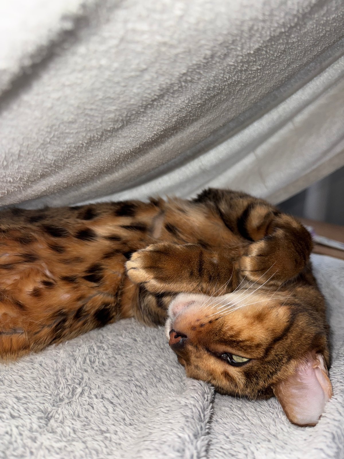 Bengal cat deeply napping on a cozy gray blanket