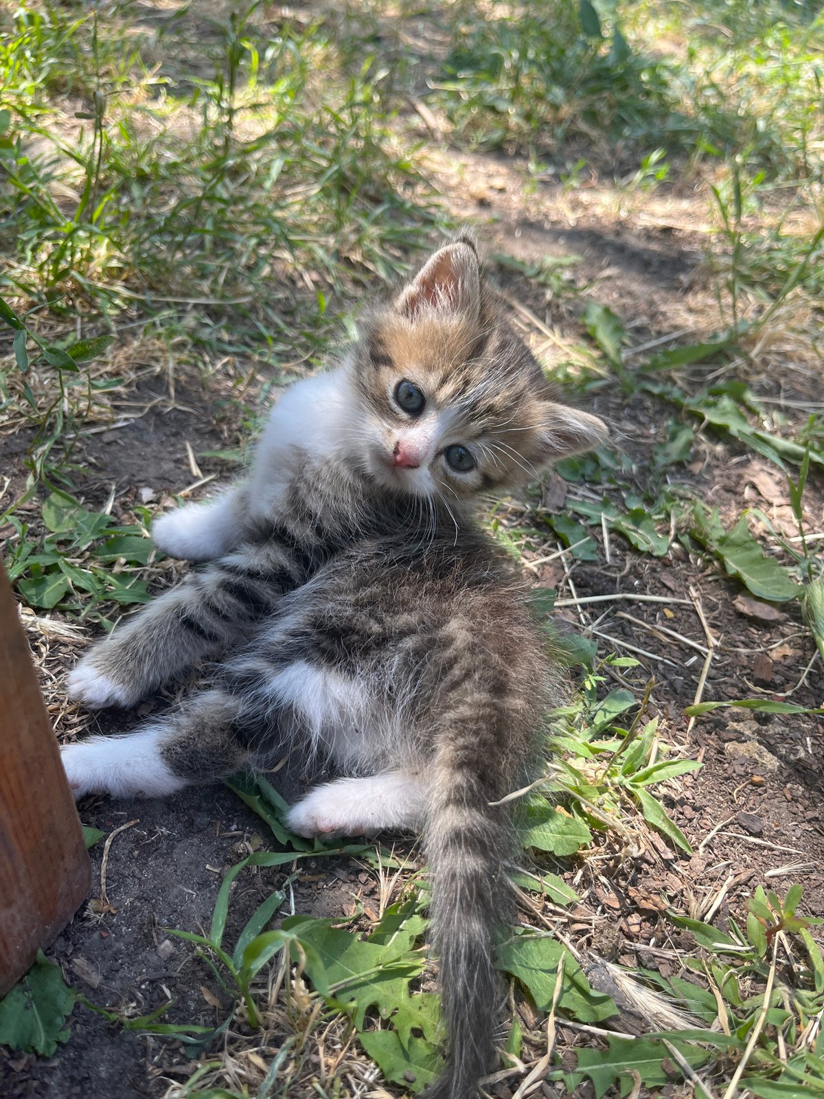 A thriving cat colony relaxes and plays in Bohunove, Ukraine