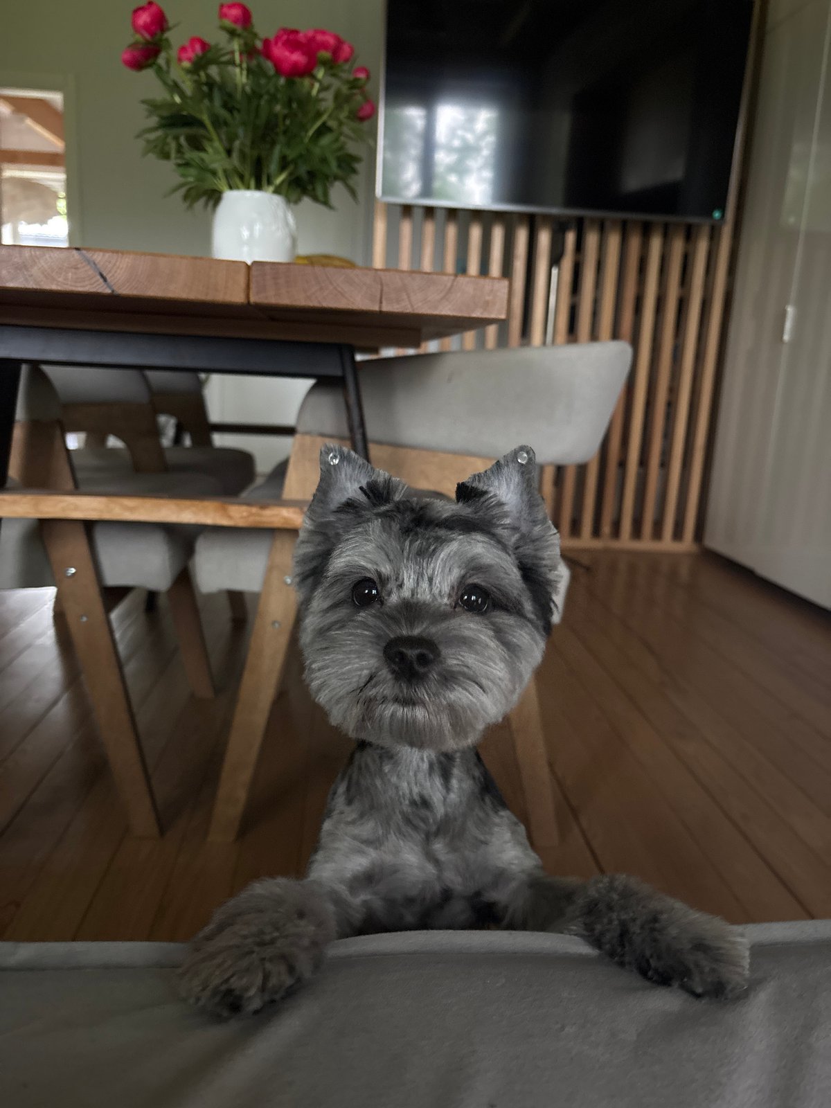 Small terrier photographed indoors in Chaikovsky, Russia