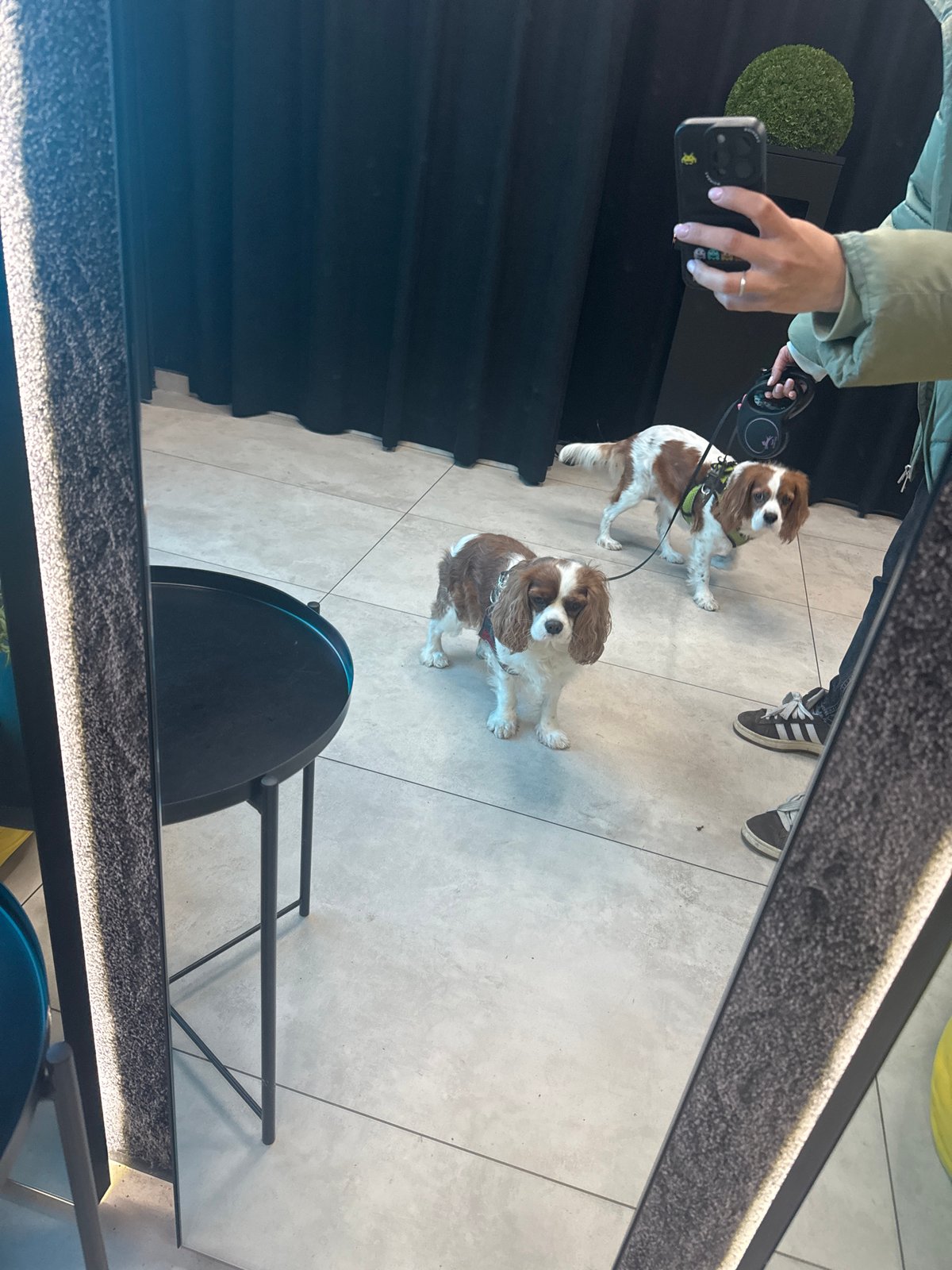 Person photographs two spaniels in Sofia mirror reflection
