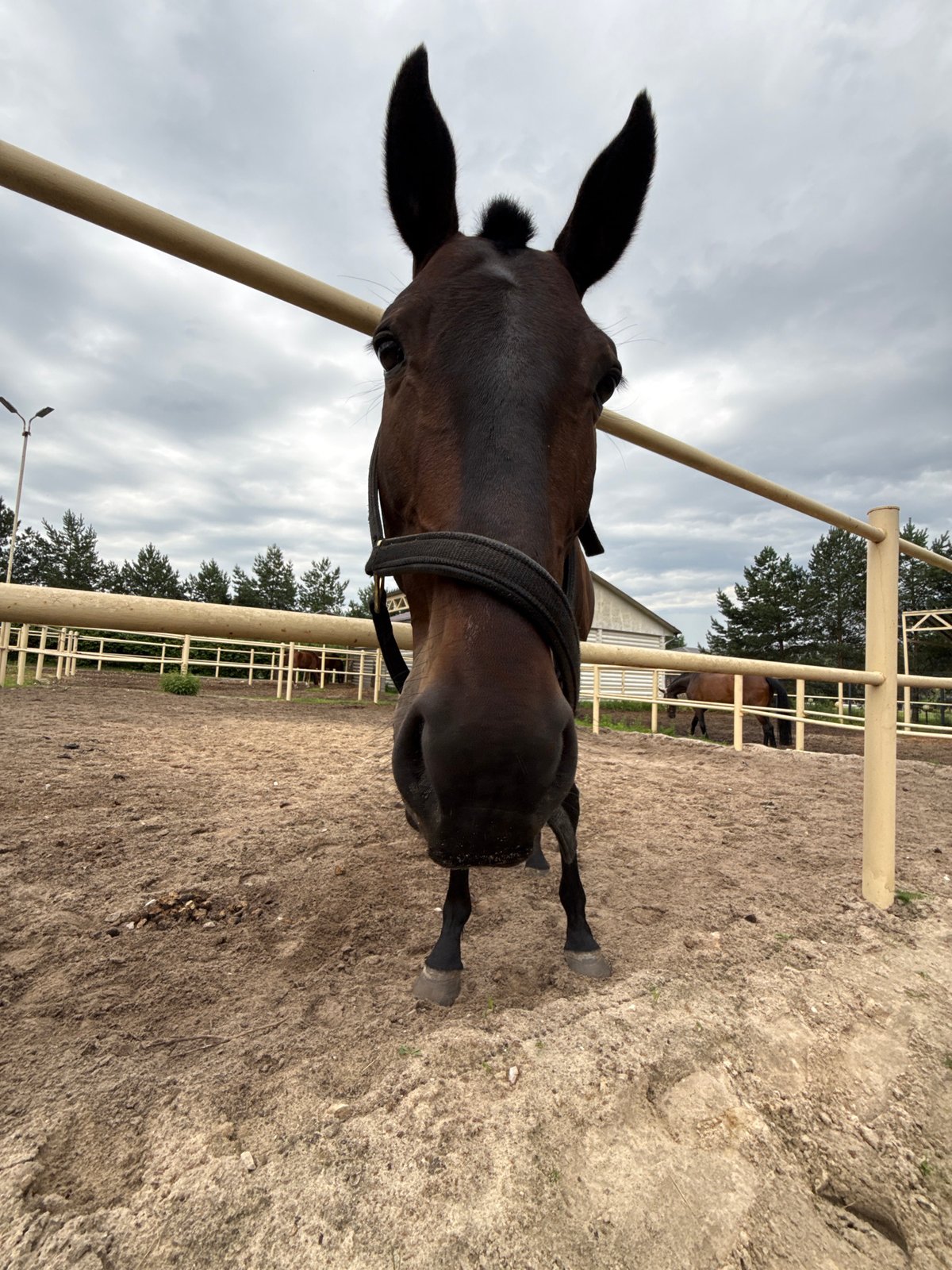 Up-close encounter with a dark brown horse in rural Russia