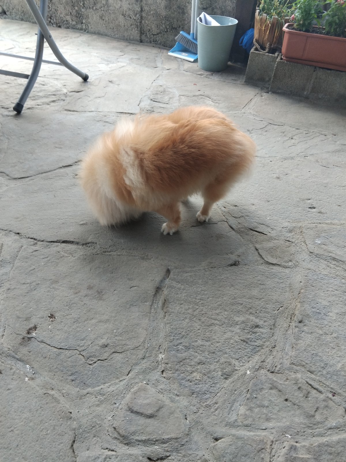 Pomeranian dog spotted resting on stone patio in Apriltsi