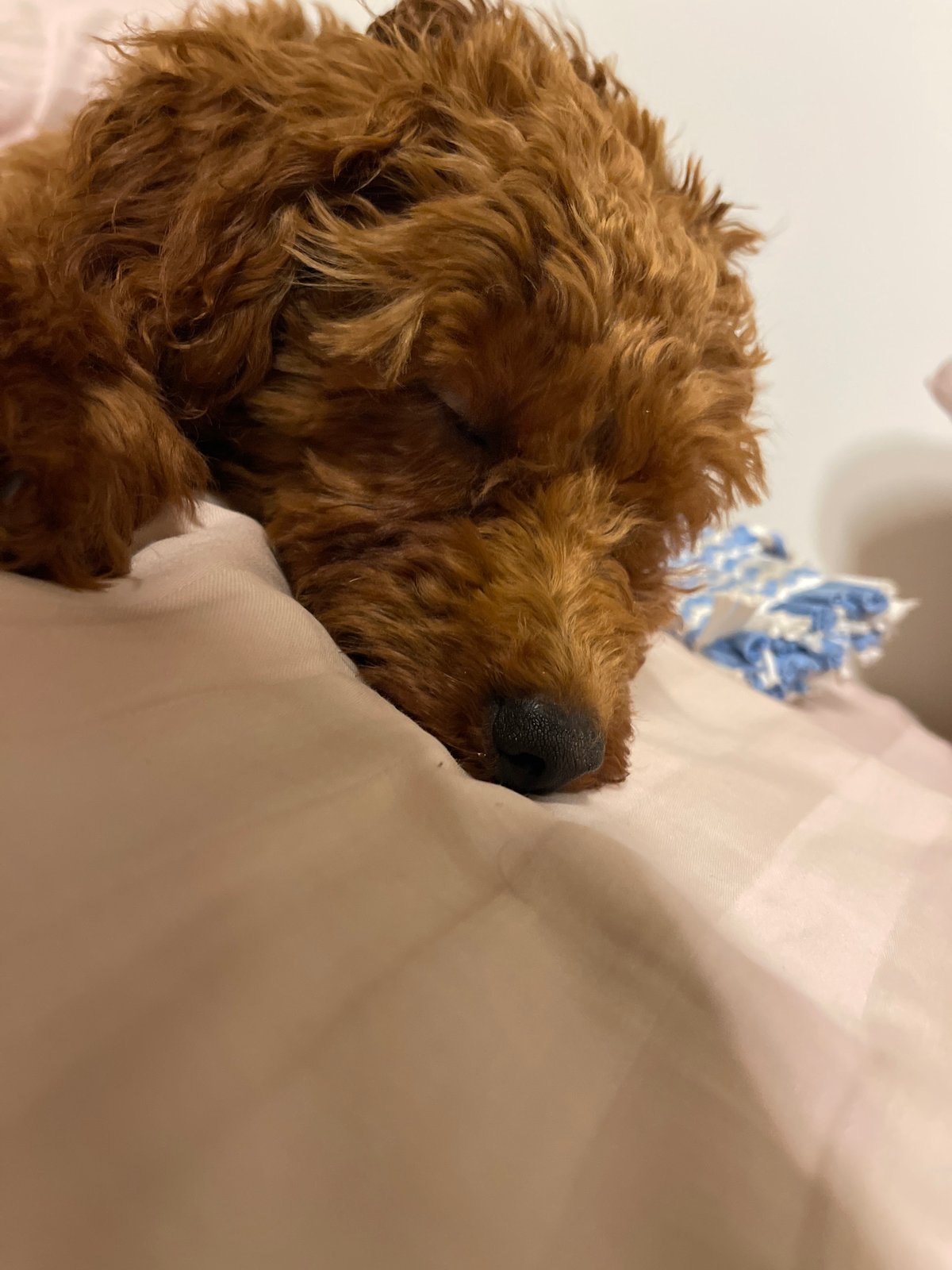 Toy poodle puppy sleeps and plays on bed in Sofia