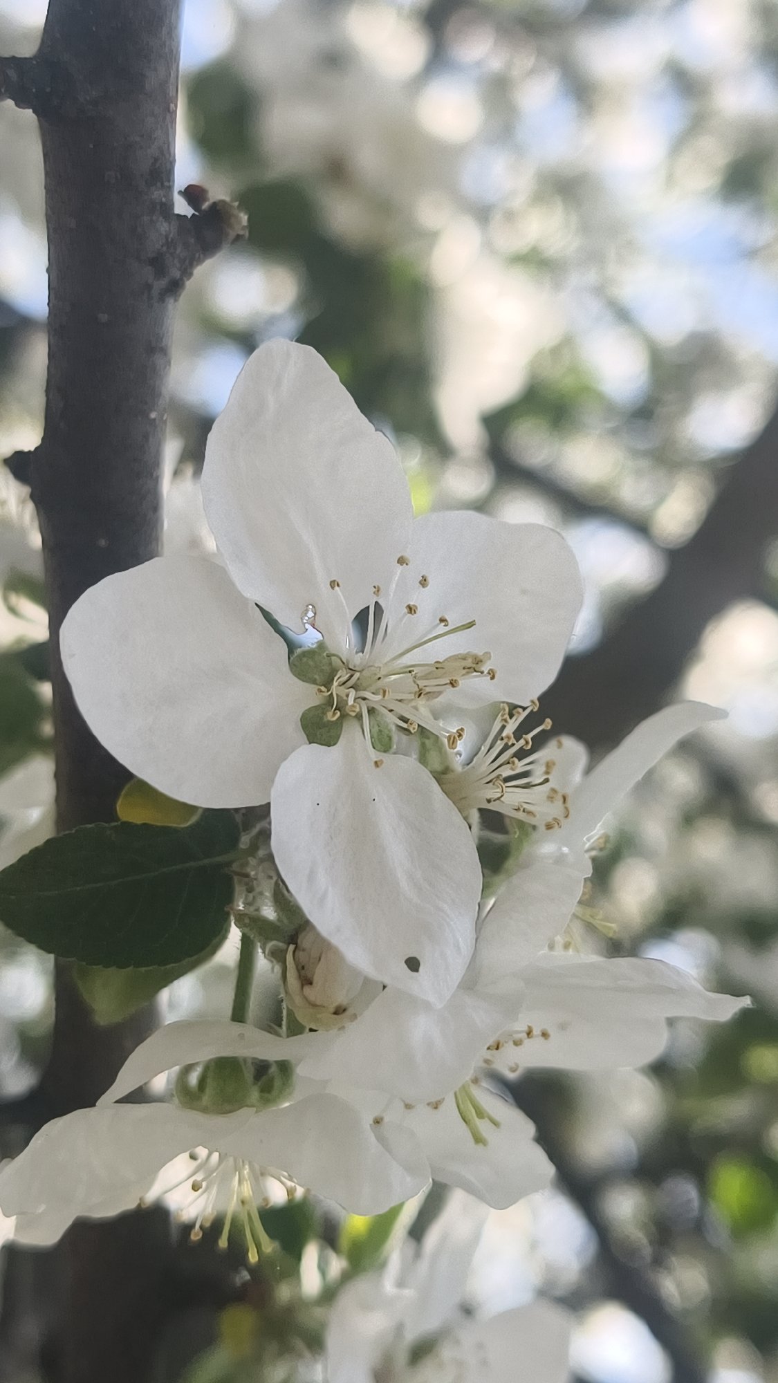Spring blooms and gardening captured in Prikamskii, Russia