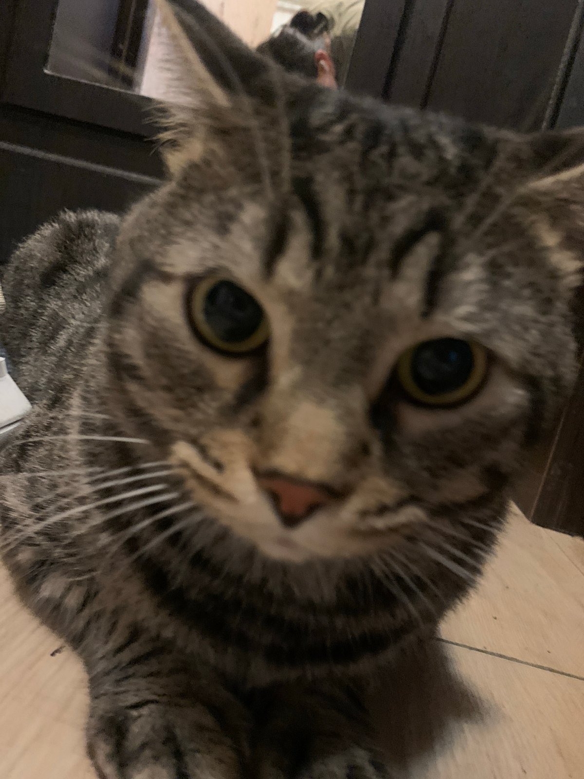 Tabby cat documented throughout Stavropol residence in four-minute sequence