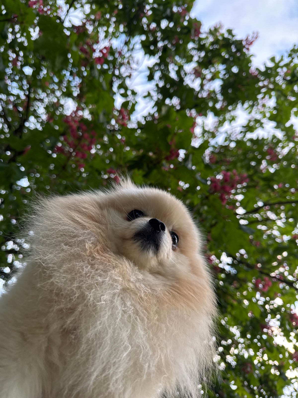 Pomeranian dog photographed among flower petals in German town