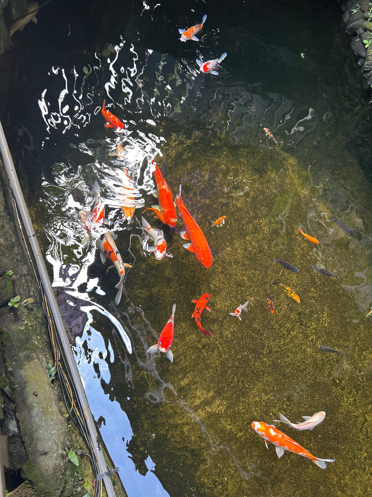 Inside a Balinese retreat: koi ponds, temple statues, and floral offerings