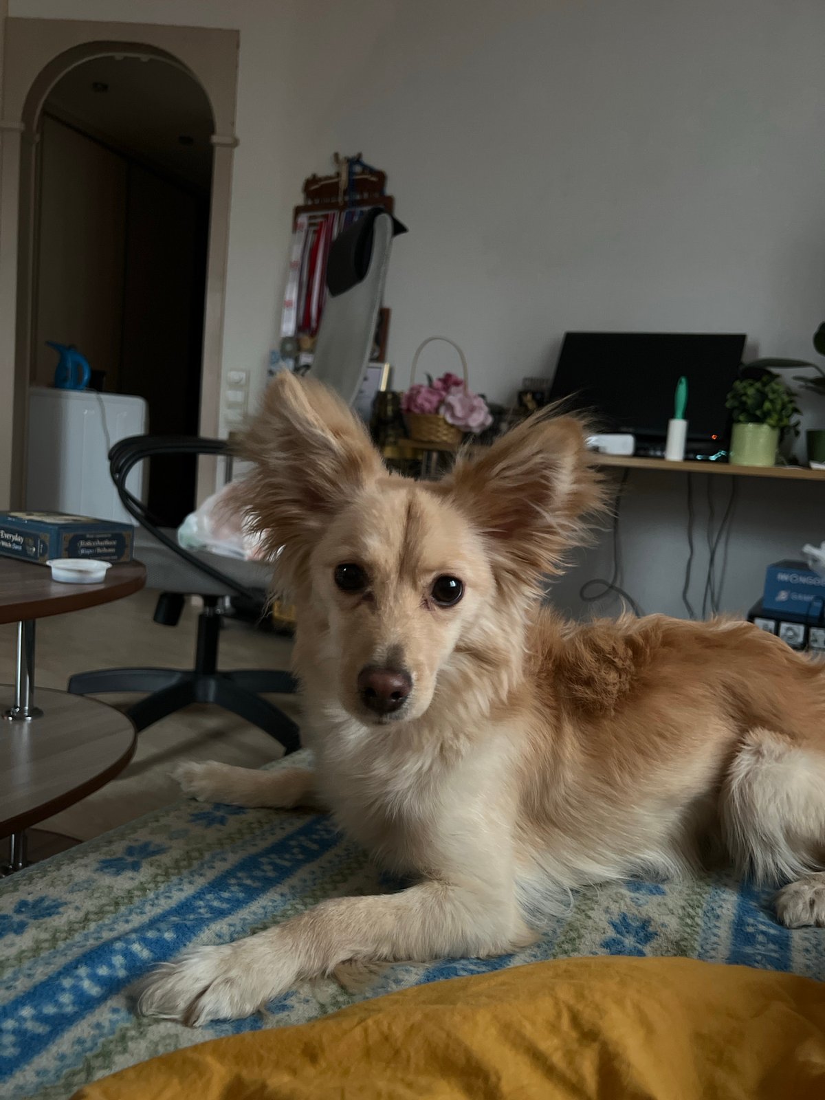 Tan dog photographed resting on patterned blanket in Perm