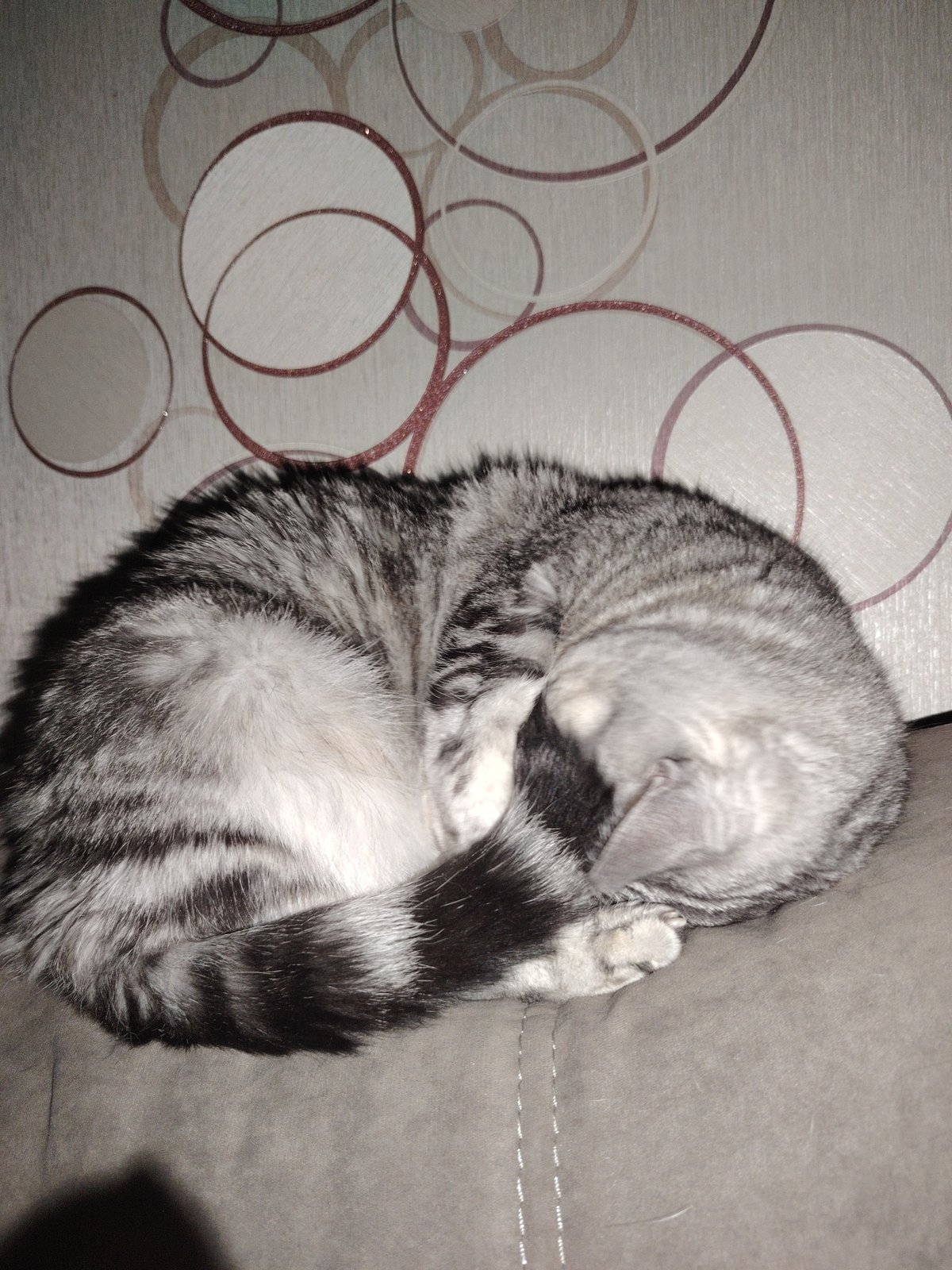 Cats napping on furniture captured in afternoon observations