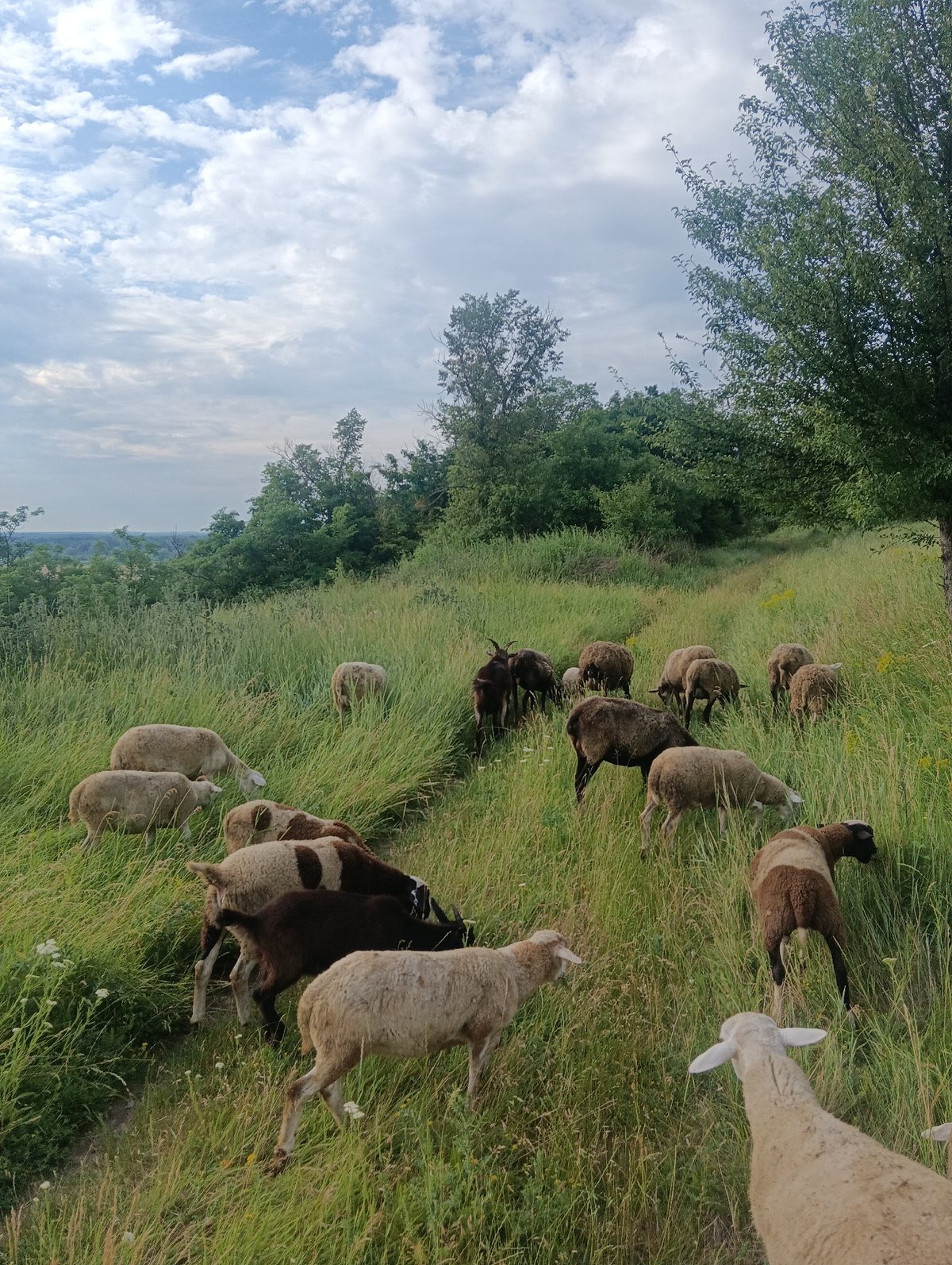 Sheep and goats moving through green rural hillside