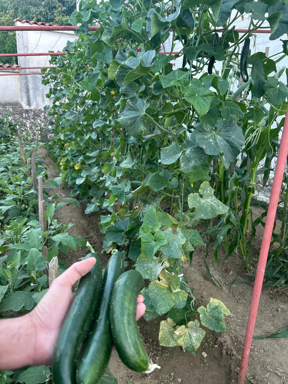 Fresh cucumbers and pepper plants in a Bulgarian garden
