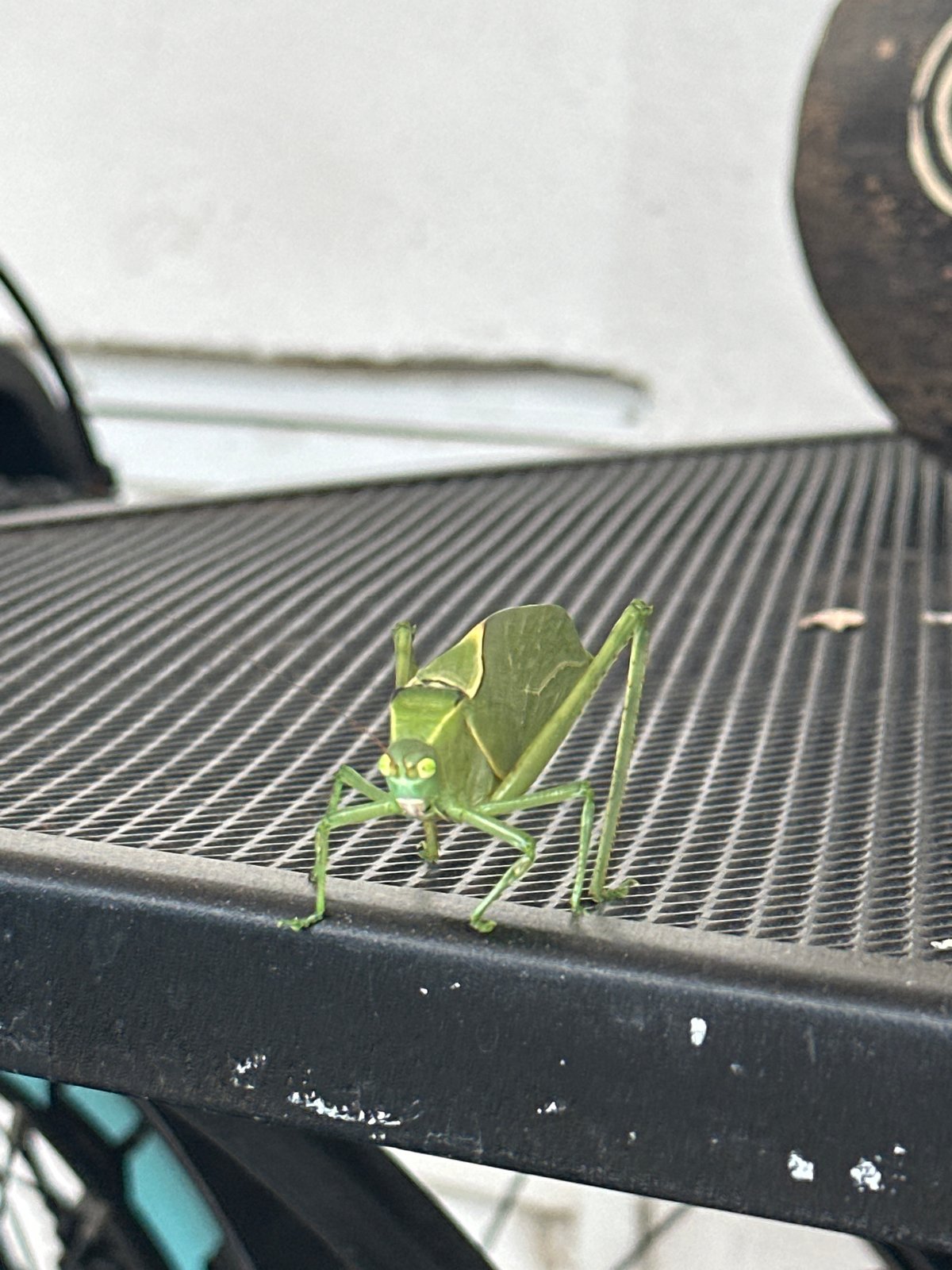 Green katydid spotted on radiator in Puebla, Mexico