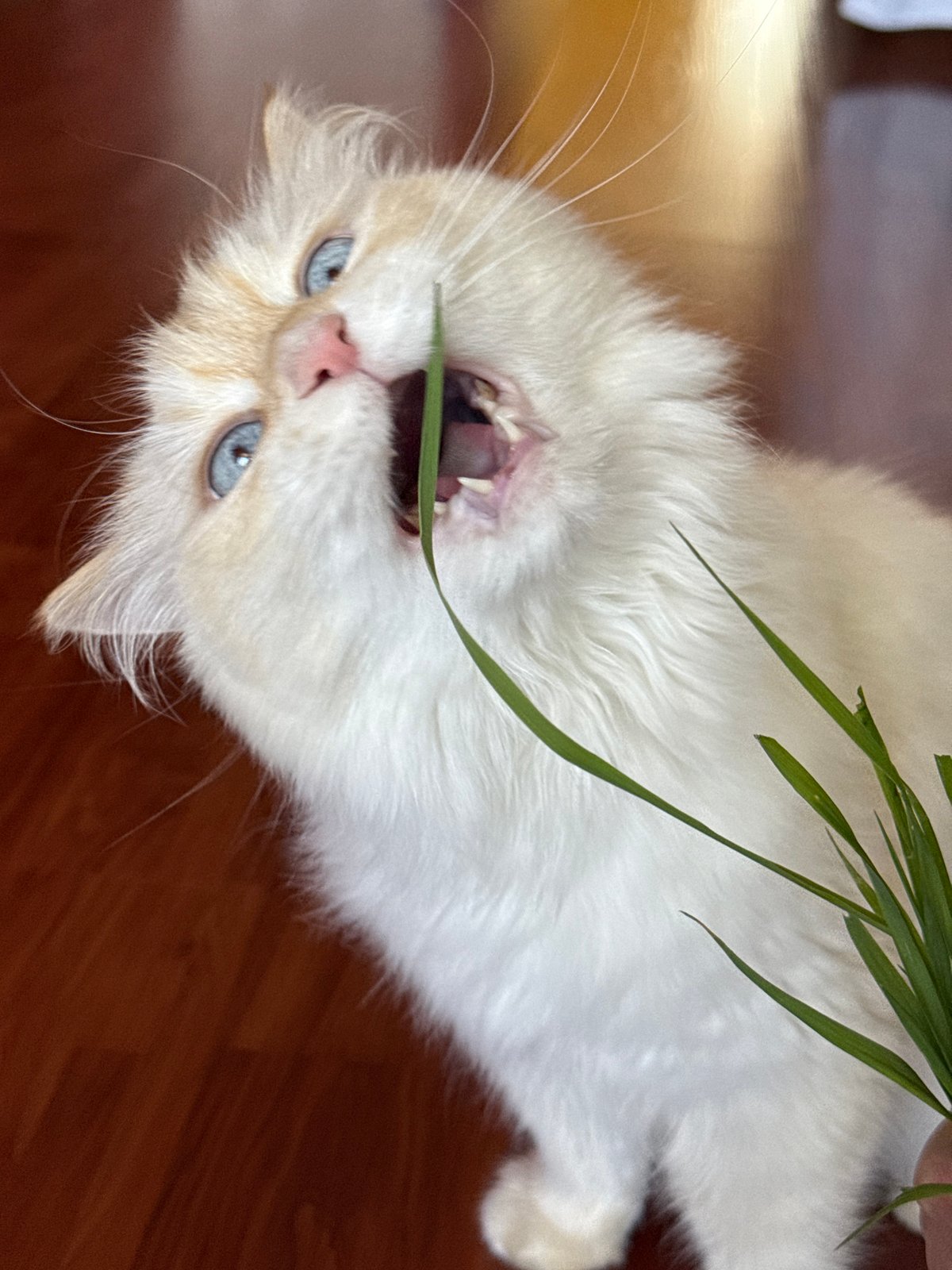 Flame point cat enjoys grass feeding session in Chaikovsky home