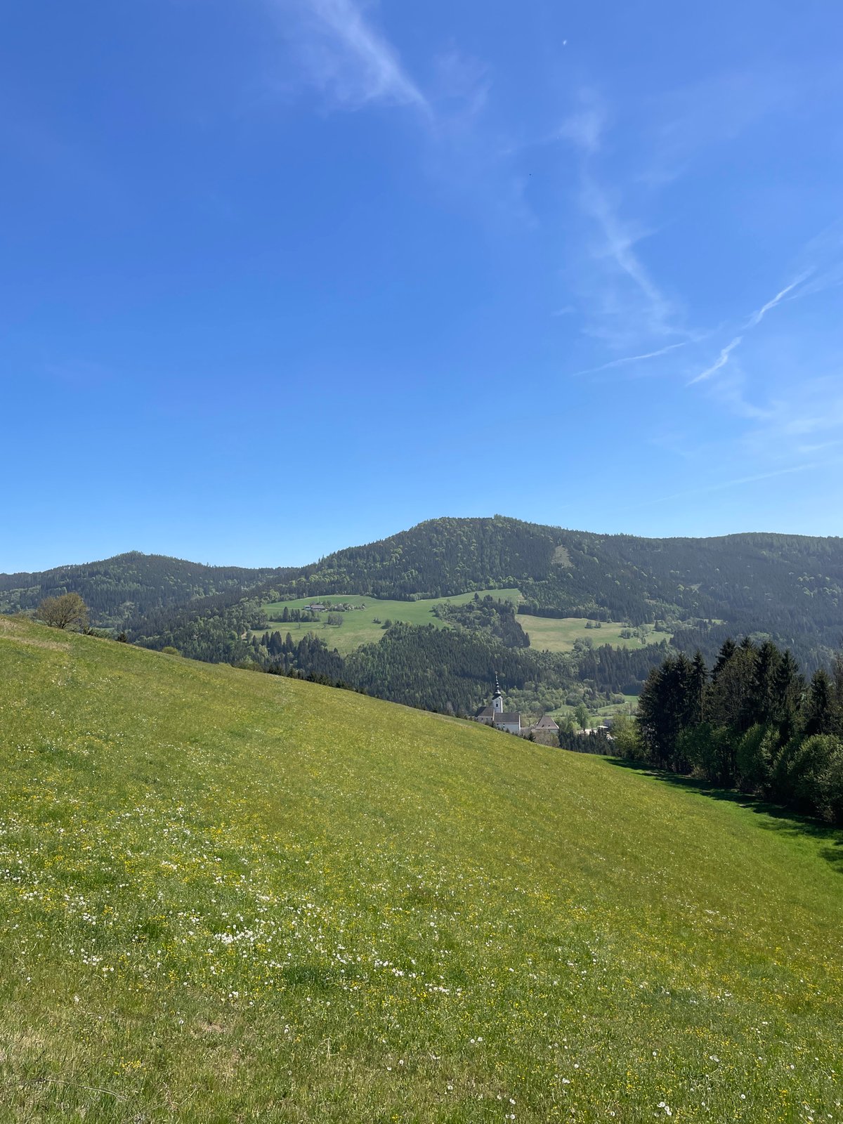 Spring wildflowers bloom in Austrian countryside field