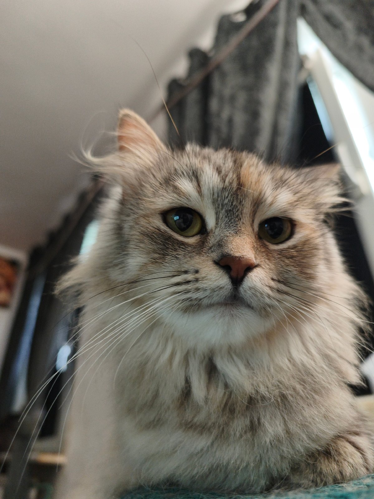 Cats everywhere: portraits, kittens, and feline wall art