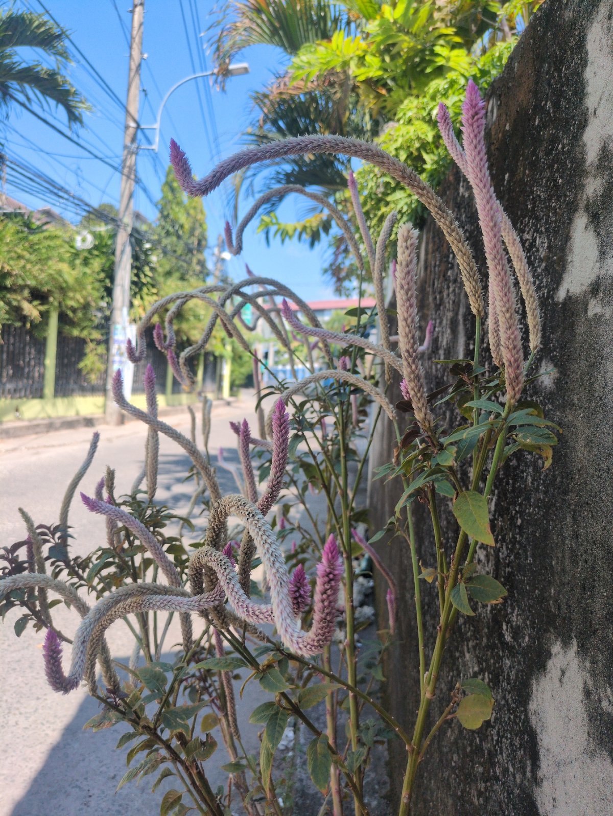 Morning street life documented in Phú Quốc, Vietnam