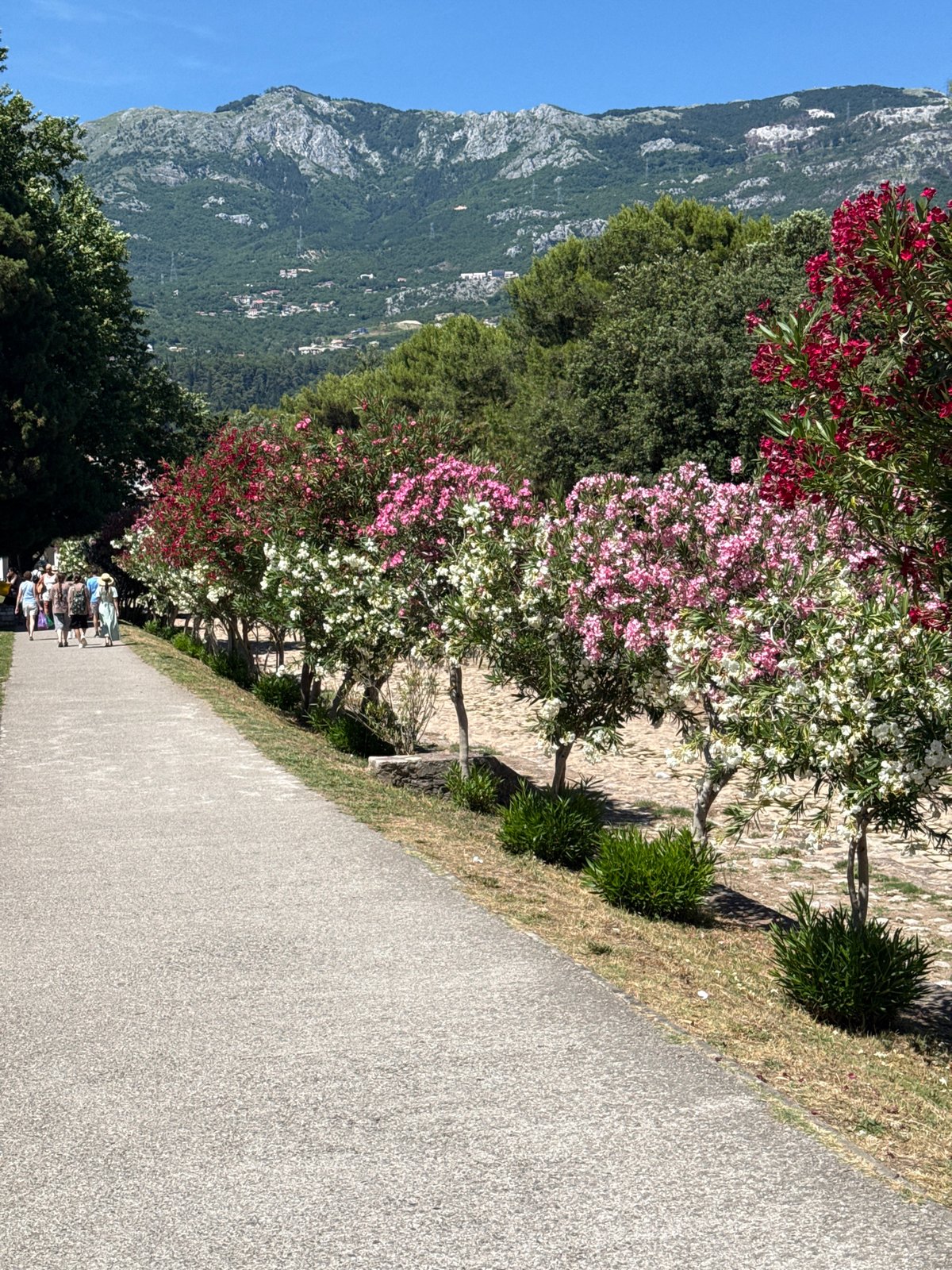 Sunny afternoon stroll through flowering Budva streets and markets