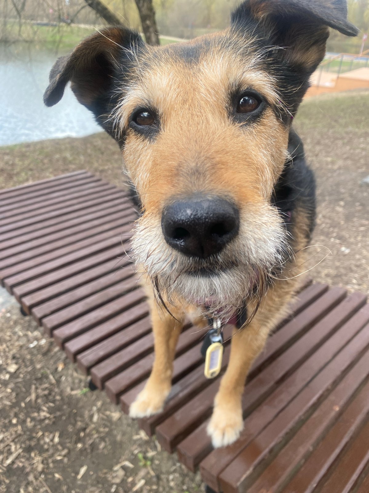 Two dogs spotted in Moscow park near waterway