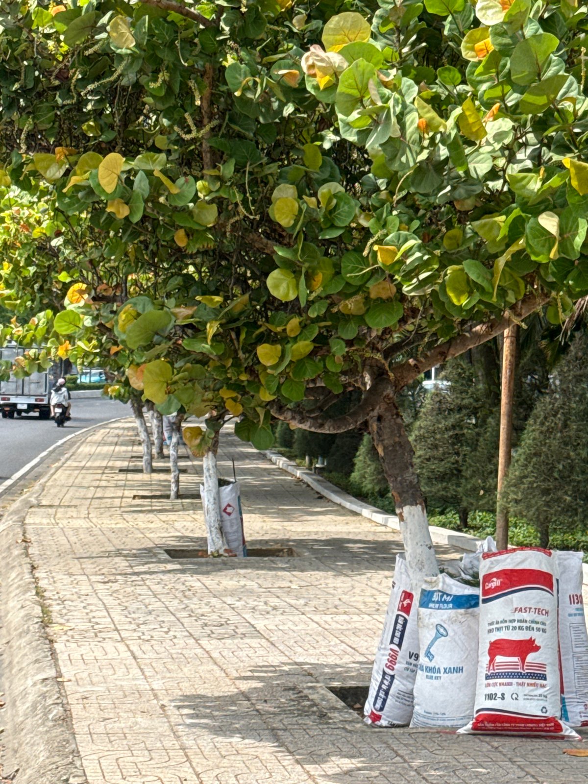 Morning street life documented in Bac Nha Trang Ward