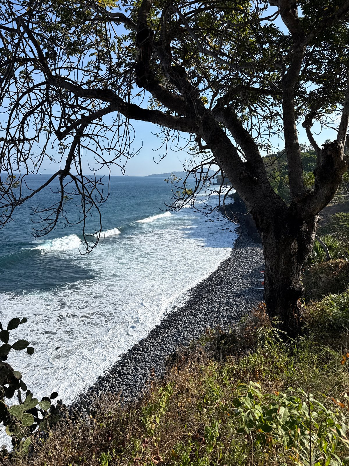 Resin-dripping tree on a rocky Karangasem coastline