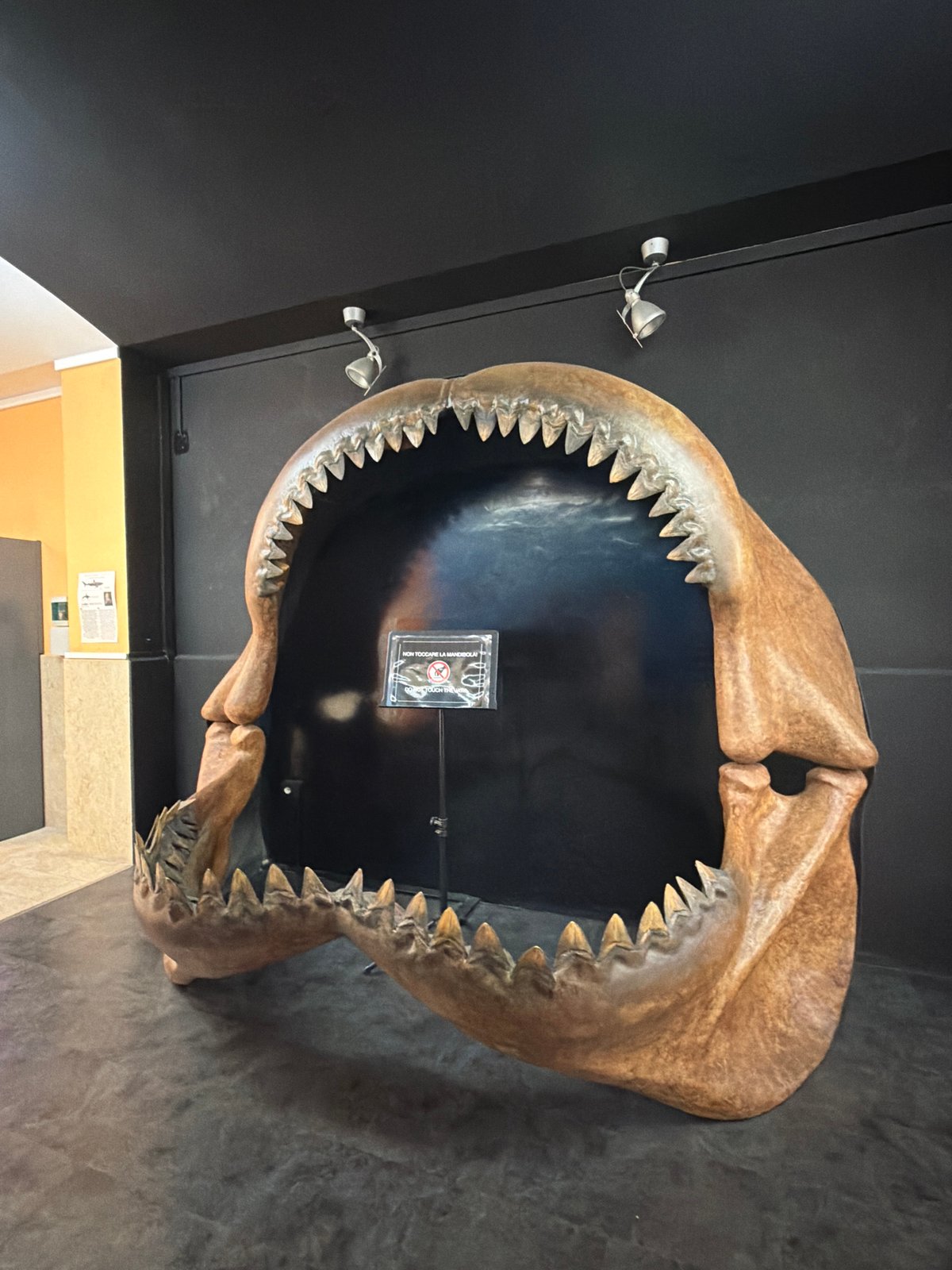 Inside Palermo's natural history museum, fossils to prehistoric life