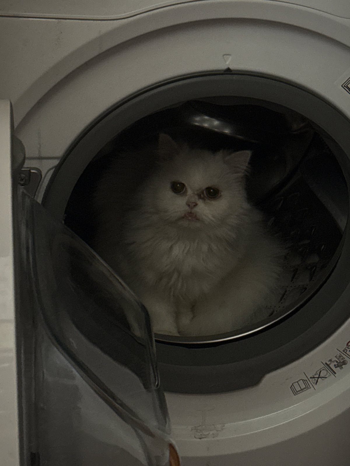 White Persian cat photographed relaxing indoors in Burgas
