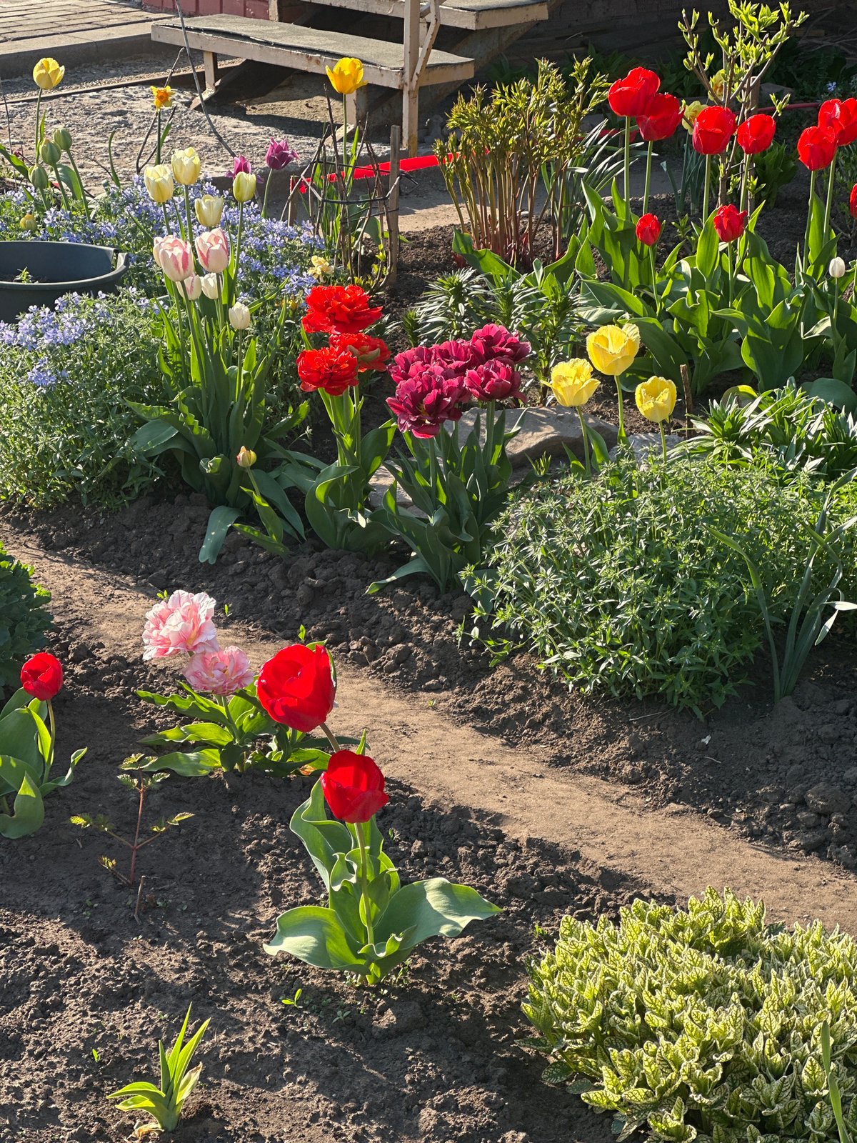 Spring garden blooms documented in Votkinsk, Russia