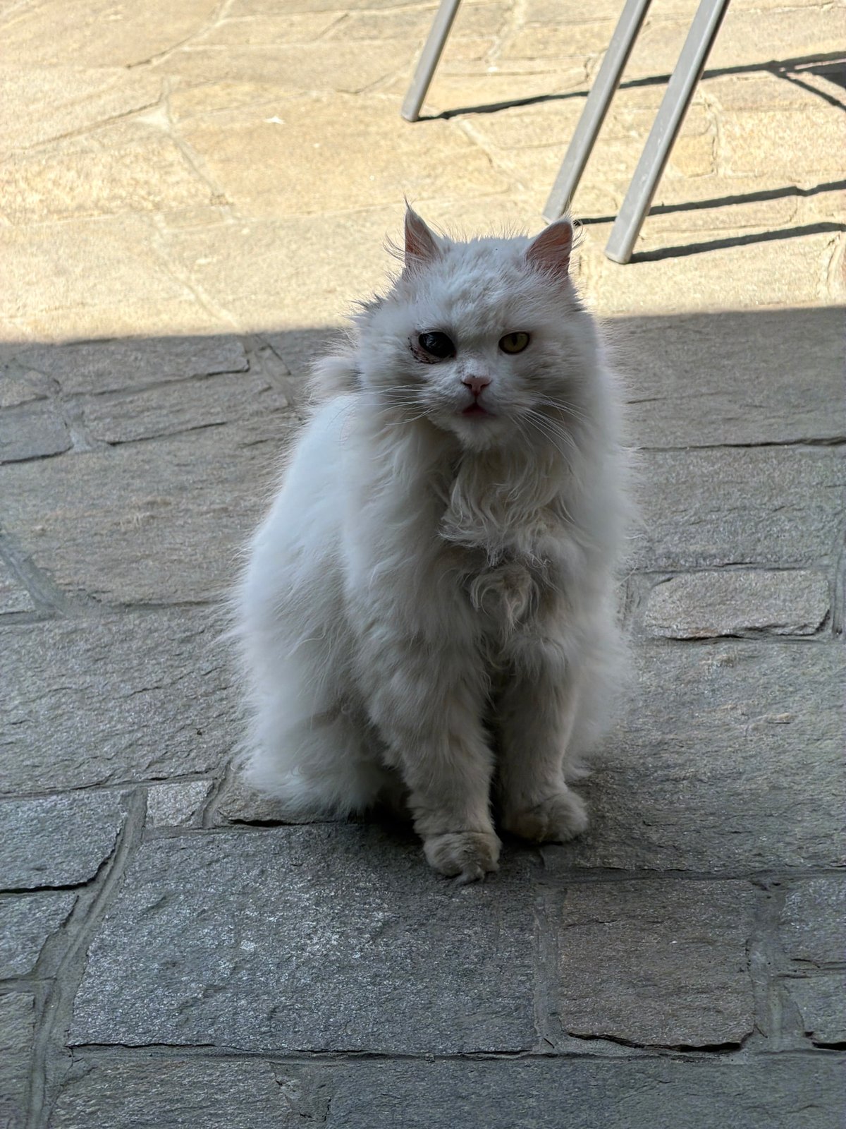 Everyday scenes photographed in Kalofer, Bulgaria morning hours