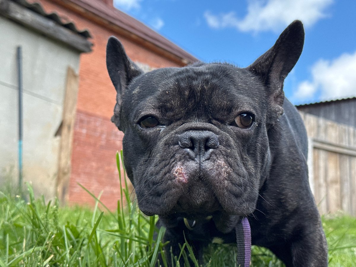 Morning dog sightings documented in Rusalevka, Russia