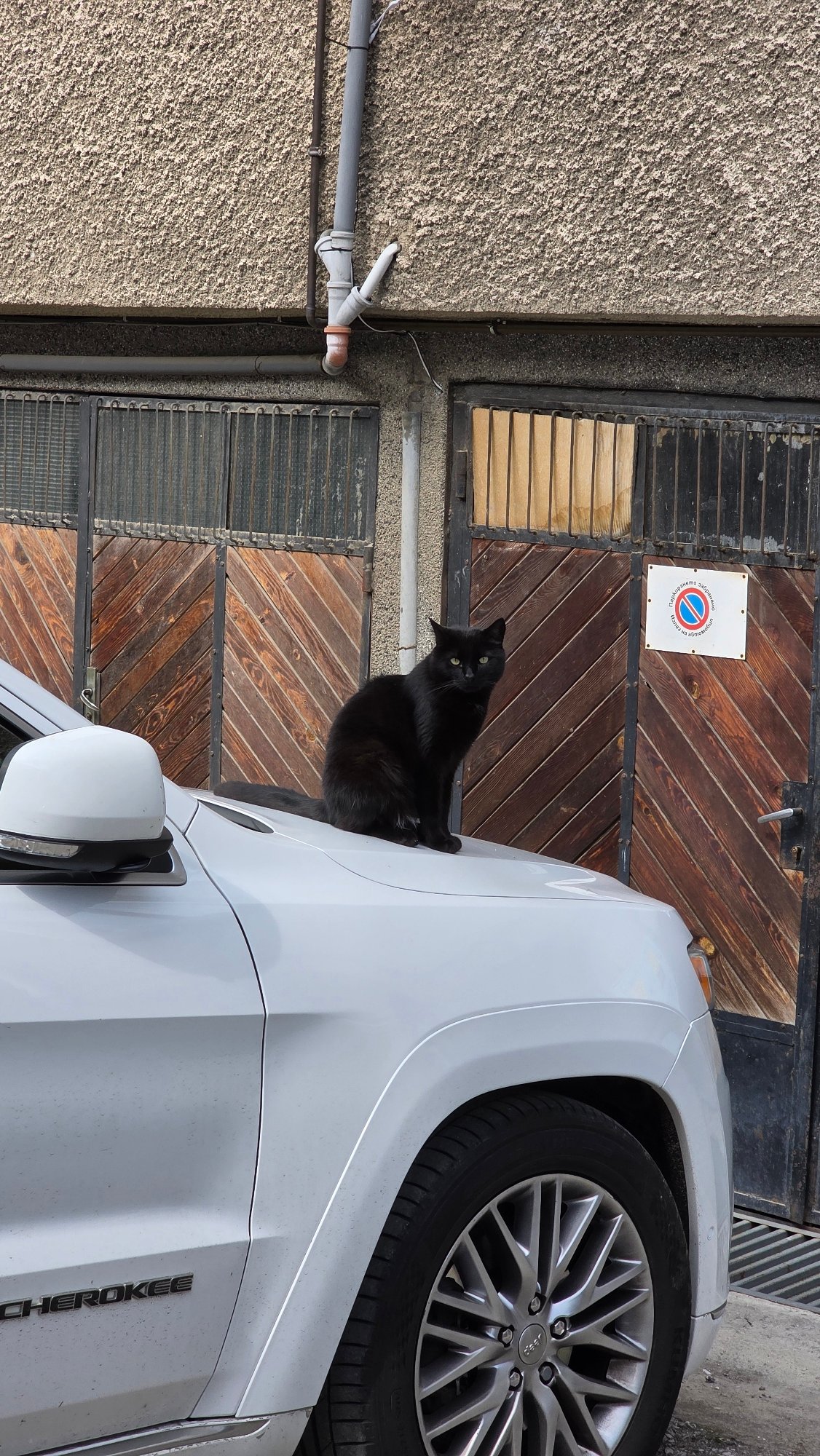 Black cat sits on parked Jeep in Blagoevgrad