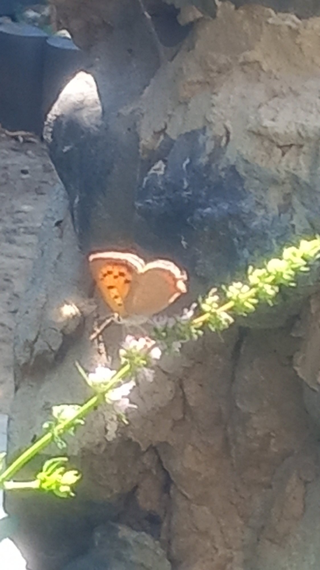 Butterflies, blooms, and a tabby cat in a Greek garden