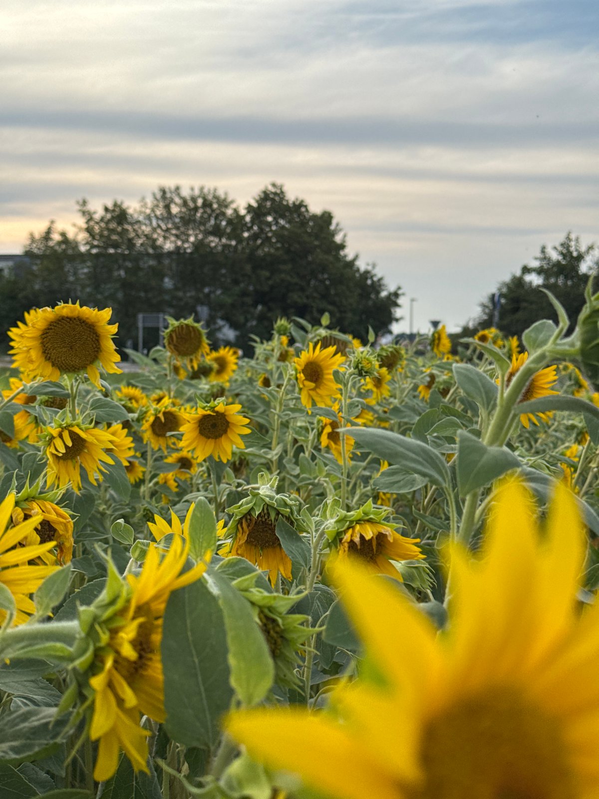 Sunflowers, bees, and a small Bavarian town in July