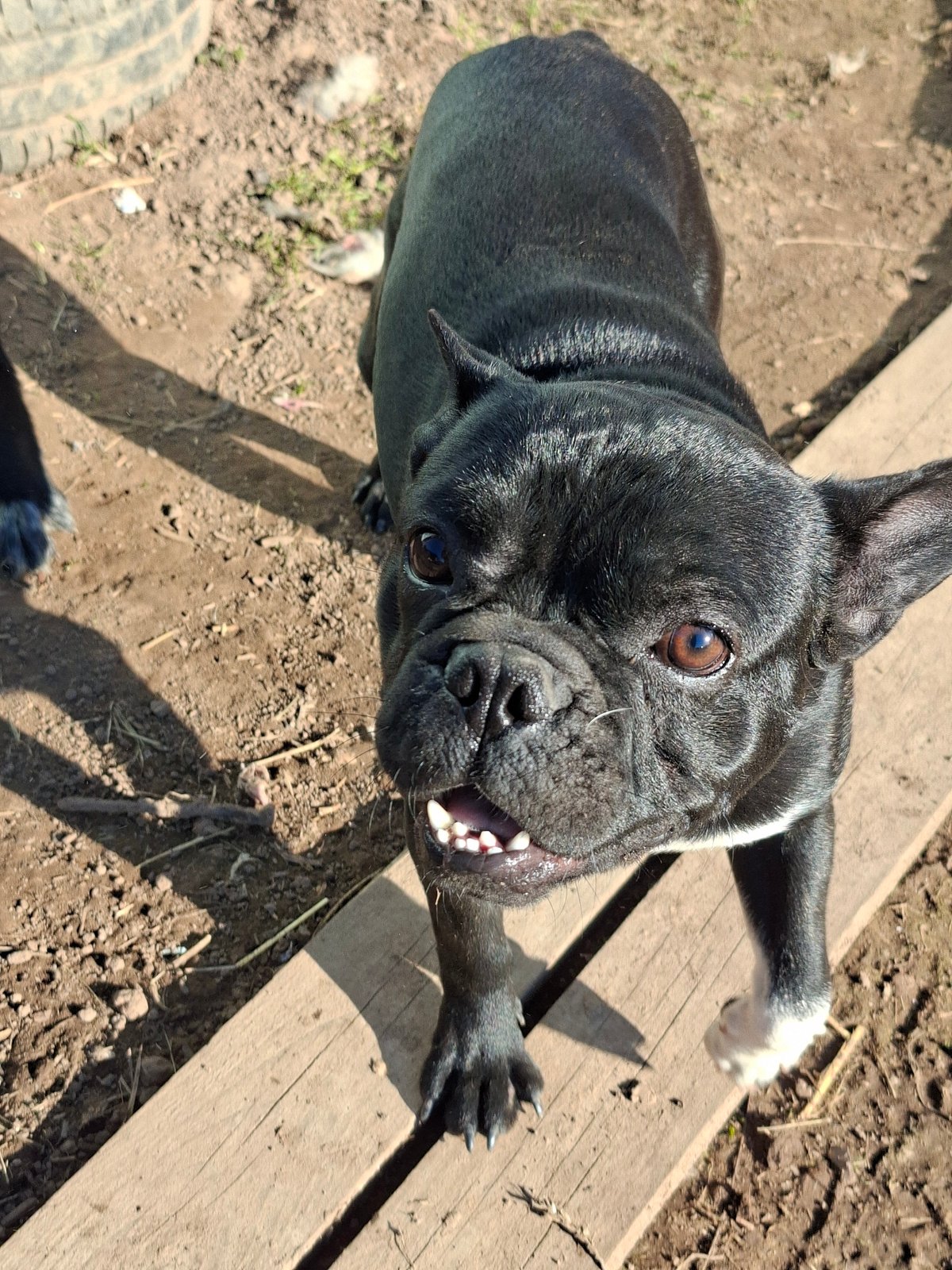 French Bulldog portrait and sunrise/sunset scene captured same location