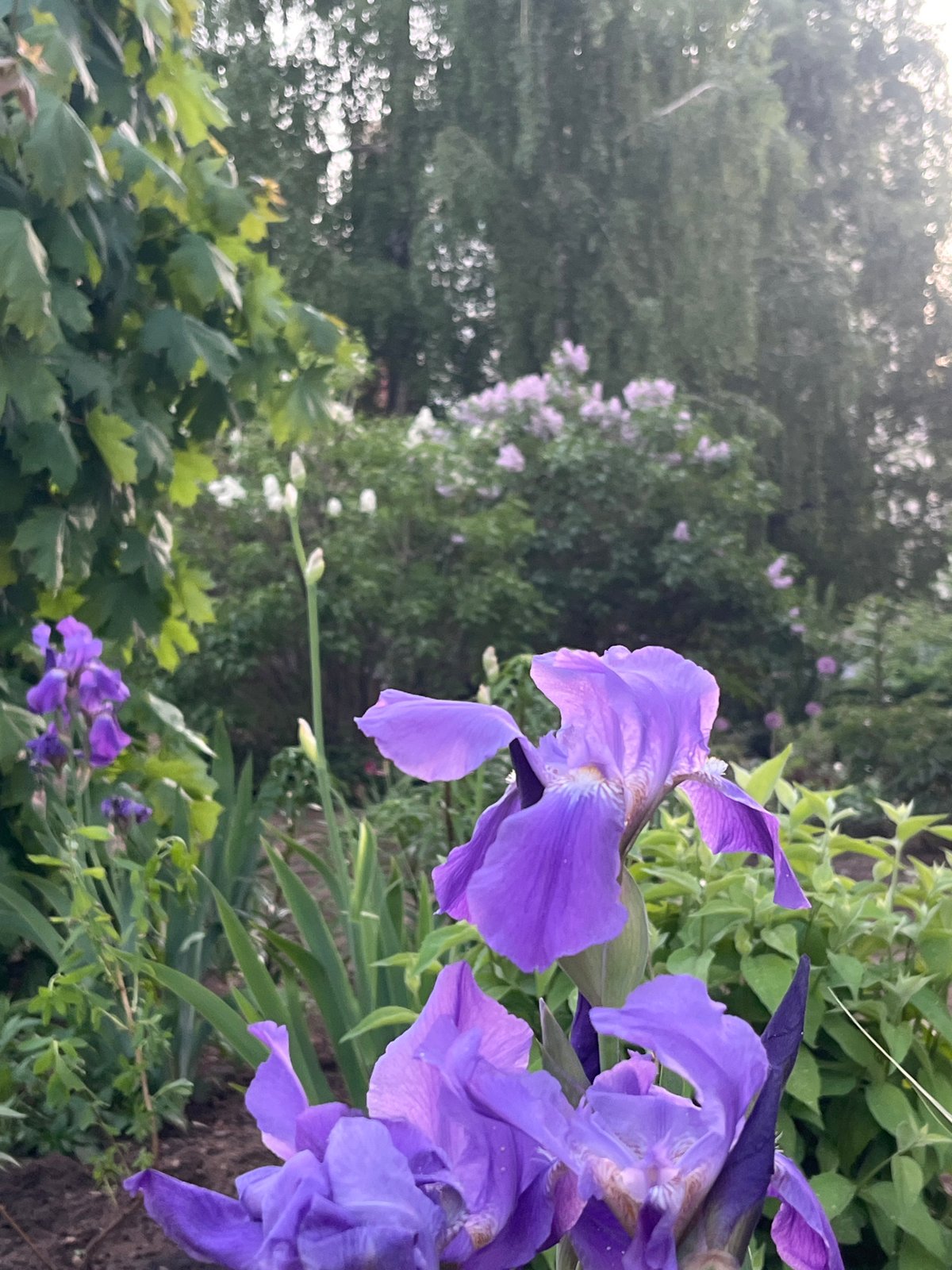 Spring Purple Blooms Documented in Chaikovsky Garden