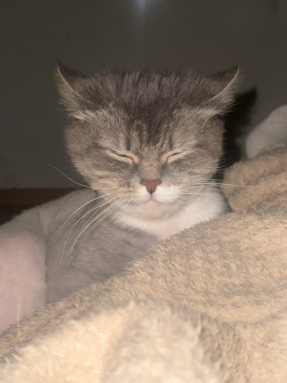 Cat sleeps in furry structure in Moscow